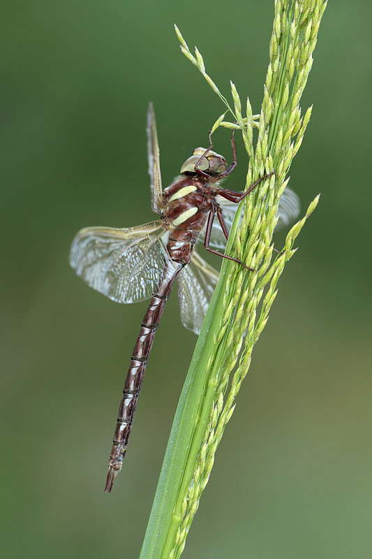 Brown Hawker 2